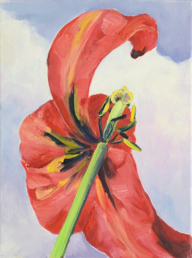 Tulpe