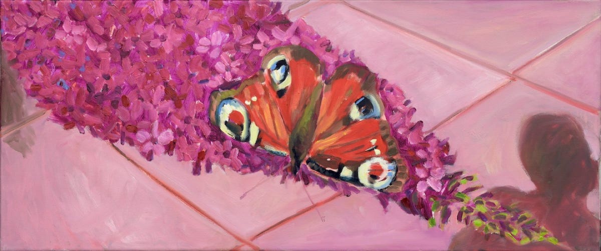 schmetterling und schatten